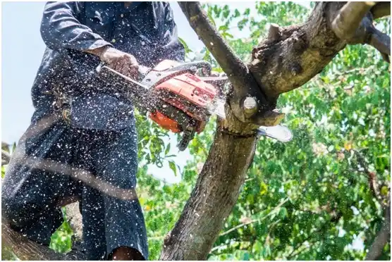 tree services Muldrow